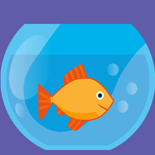 Aquariums & Fish
