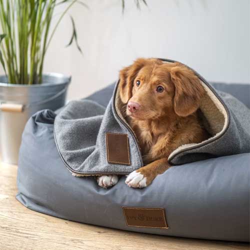 Dog Beds & Furniture