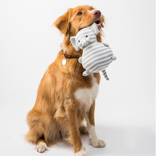 Dog Toys & Chews